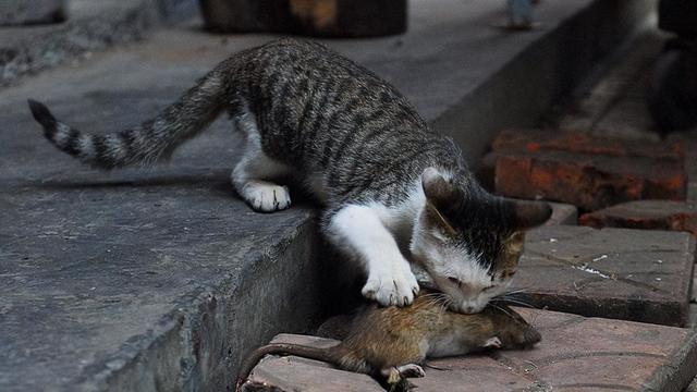 小猫突然像哮喘一样抽气（猫咪急促喘气感觉像有东西卡住了）