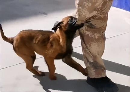 马犬多少钱一只小犬（一个月小马犬多少钱一只）