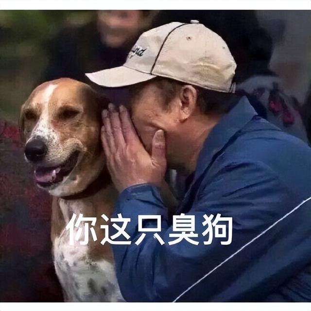 狗和犬的区别在哪里图片（狗和犬的区别在哪里_）