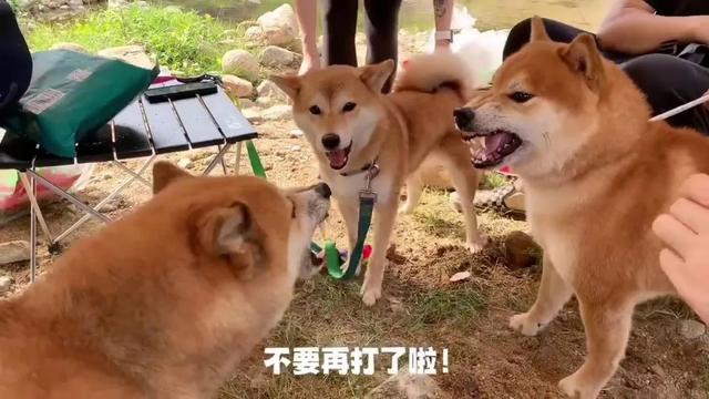 柴犬需要狠打（柴犬可以揍吗）