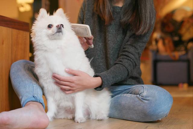 哪里可以买到纯种的博美犬（博美犬好多钱一只）