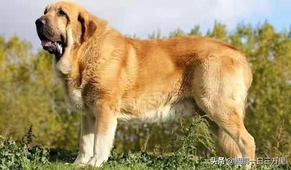 细狗和灵缇是一个品种吗（黑白灵缇犬）