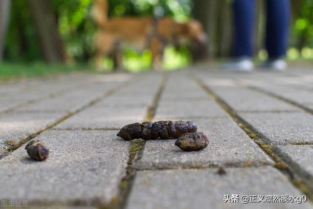 狗吃了老鼠药怎么办有什么症状（狗吃老鼠药后怎么救）