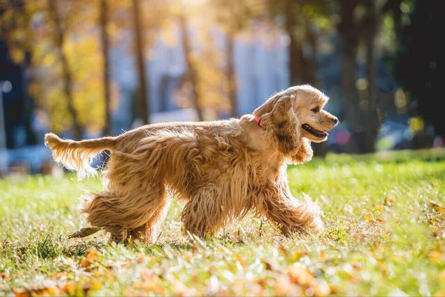 英国可卡犬多少钱一只（可卡犬大约多少钱一只）