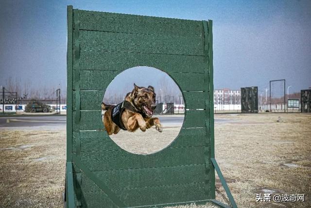 哈士奇犬多少钱一只幼崽（哈士奇犬和阿拉斯加犬）