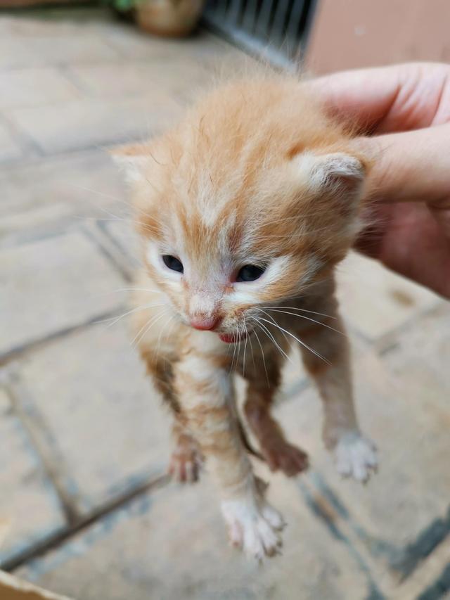 宠物店寄养猫猫多少钱（猫宠物店寄养宠物多少钱一天）