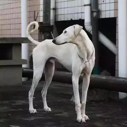 柴犬跟秋田犬哪个好养（柴犬和秋田犬哪个适合家养）