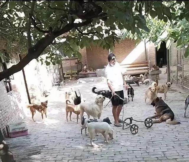 德牧犬多少钱一只幼犬图片（德牧犬多少钱一只）