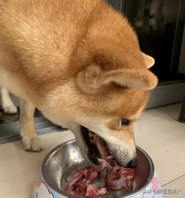 金毛犬吃生肉好还是吃熟肉好（金毛吃生肉好还是熟的）