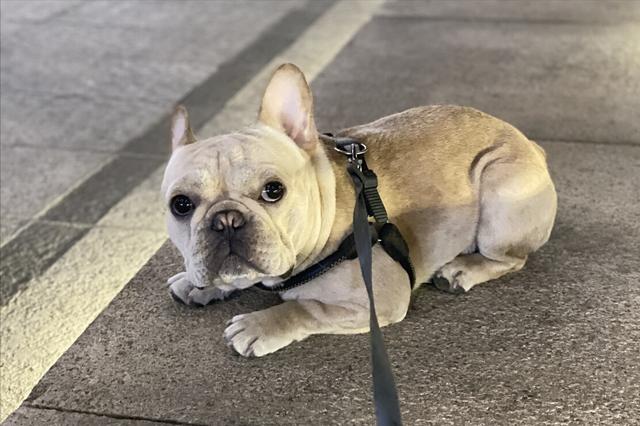 法斗犬多少钱一只_（法斗犬图片价格幼犬）