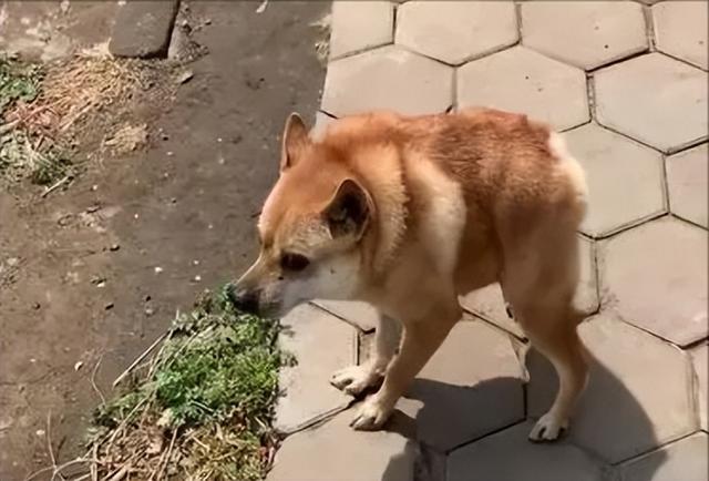 德国牧羊犬 多少钱（纯种的德国牧羊犬多少钱）