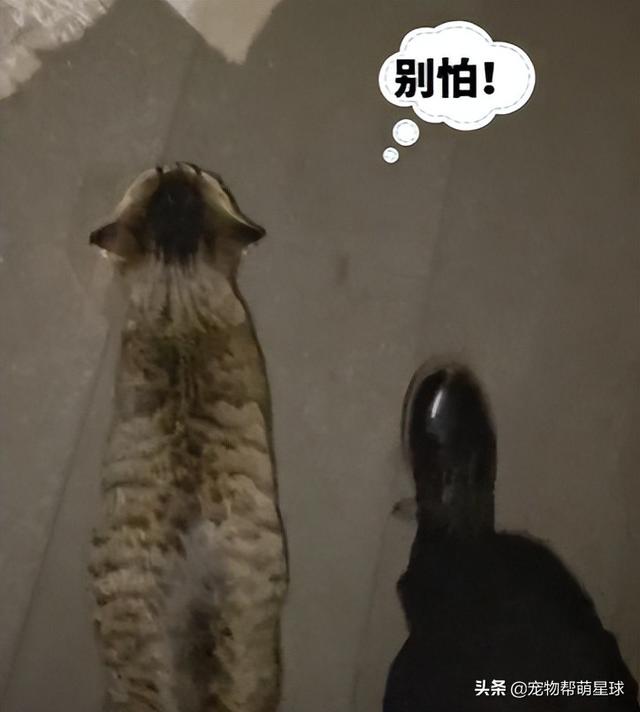 流浪猫有什么特征（流浪猫喜欢什么样的人）