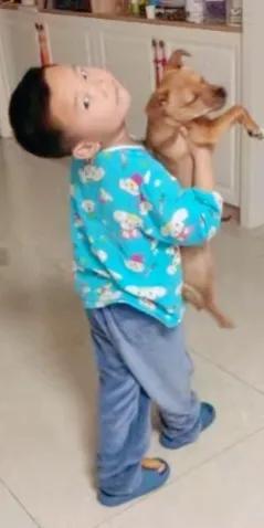 鹿犬多少钱一只_（宠物狗鹿犬多少钱一只）