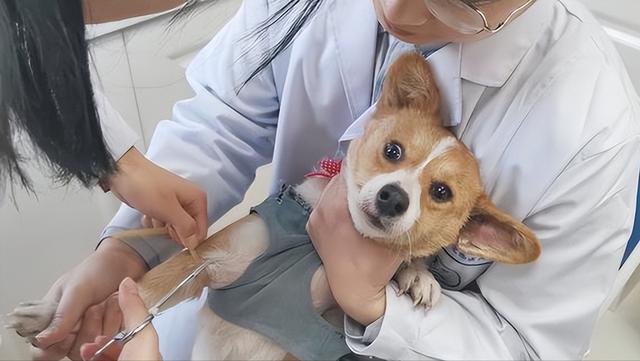 患有狂犬病的猫狗能活多久（一般带有狂犬病的猫狗能活多久）