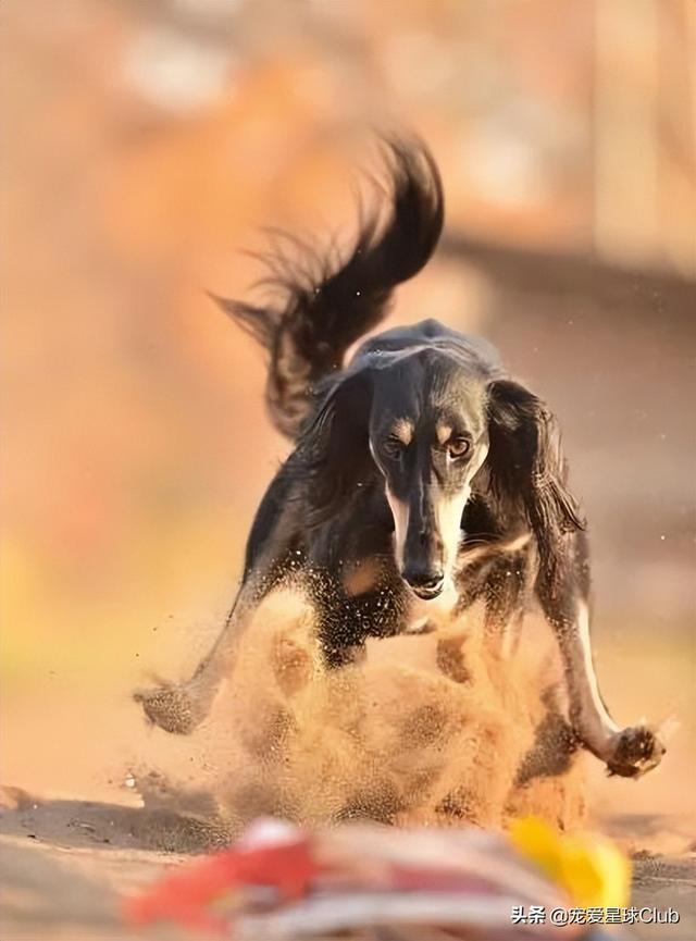 中国细犬和灵缇犬的区别（灵缇犬与细狗的区别）