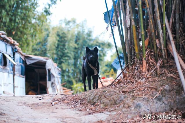 中华田园犬多少钱一只幼犬狗粮（中华田园犬多少钱一只幼犬_）