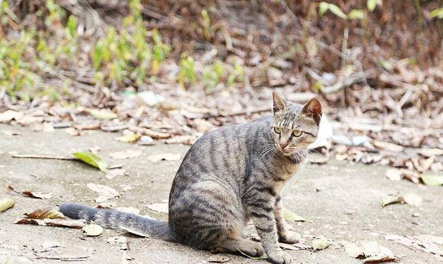 小猫突然像哮喘一样抽气（猫咪急促喘气感觉像有东西卡住了）