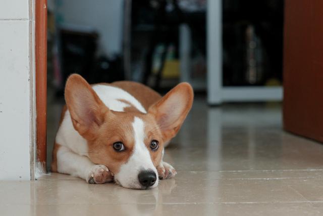 柯基犬智商排名前100名（小柯基智商排名）