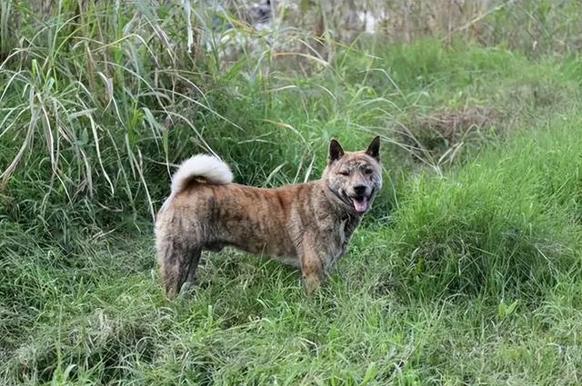 虎斑犬好不好（中华虎斑犬凶吗）