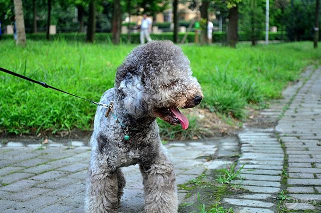 约克夏犬多少钱一只 纯种（约克夏犬多少钱一只幼崽）