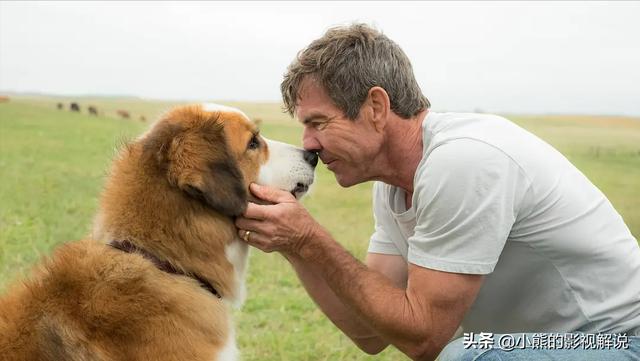 圣伯纳犬多少钱一只_圣少伯纳价格大盘点（圣伯纳犬多少钱一只）