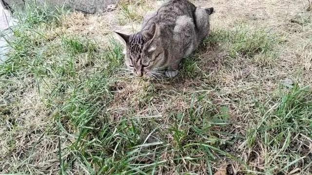 猫的胡子如果被剪了会怎么样（剪掉了猫的胡子猫会怎么样）