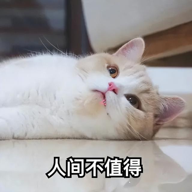 公猫绝育 知乎（公猫绝育利大于弊吗）