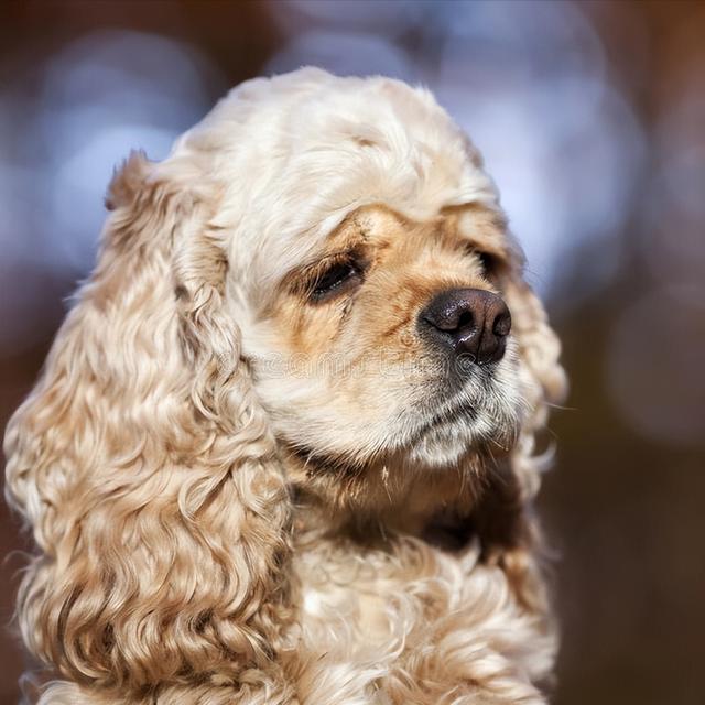 英国可卡犬多少钱一只（可卡犬大约多少钱一只）