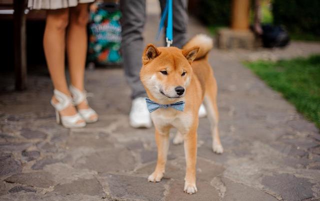 柴犬几个月算是成年（柴犬几个月算幼犬）