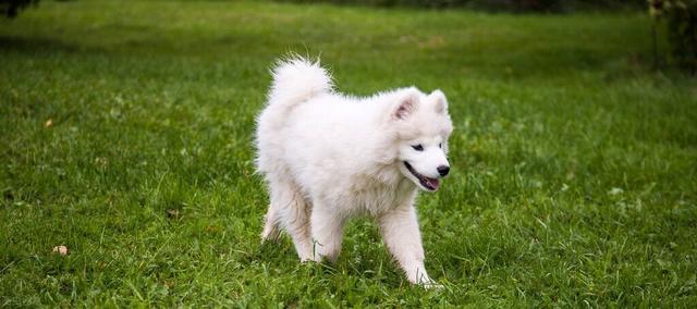 日本银狐犬价钱（不纯的银狐犬一只最少多少元）