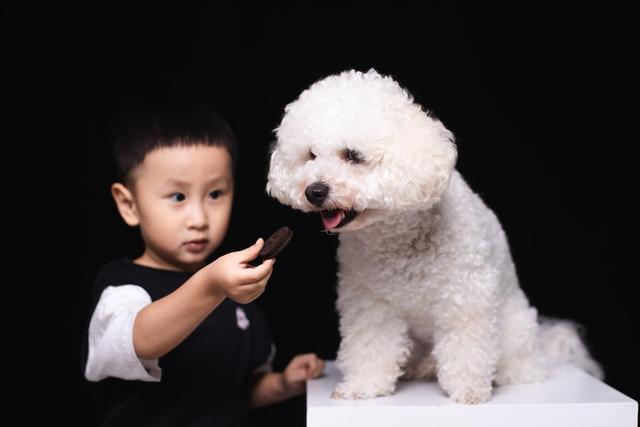 比熊犬如何训练_（比熊犬如何训练大小便）