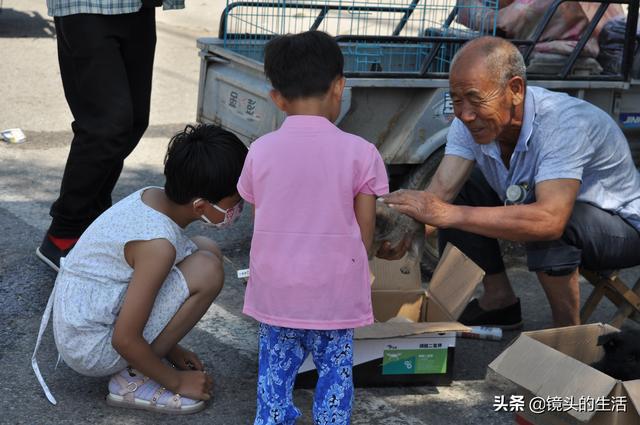 最便宜的狗狗多少钱一只_（最便宜的狗几块钱一只）