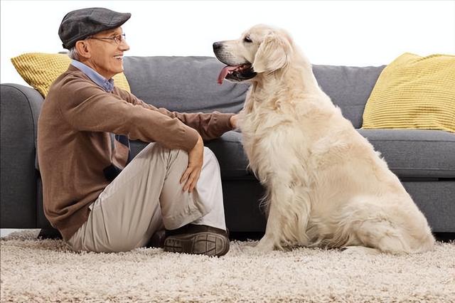 狗狗临死前和主人道别(柴犬)（狗狗死前会向主人道别）