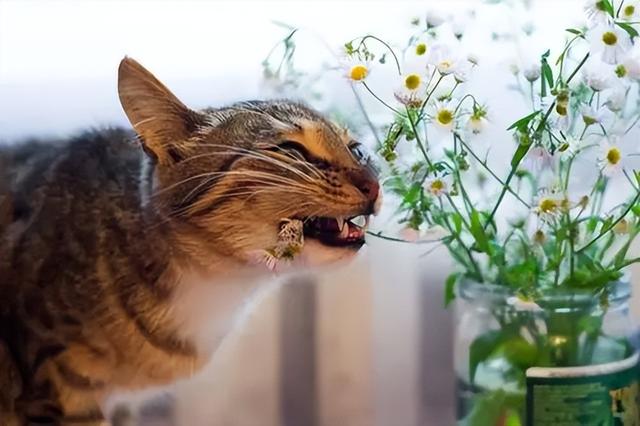 猫咪能吃炸土豆吗（猫咪可以吃炸土豆片吗）