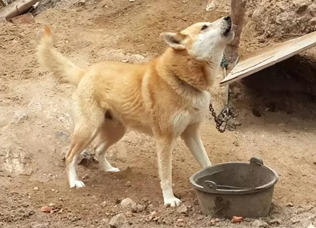 土狗不能当宠物狗养吗（宠物狗为什么不能像土狗那样养）