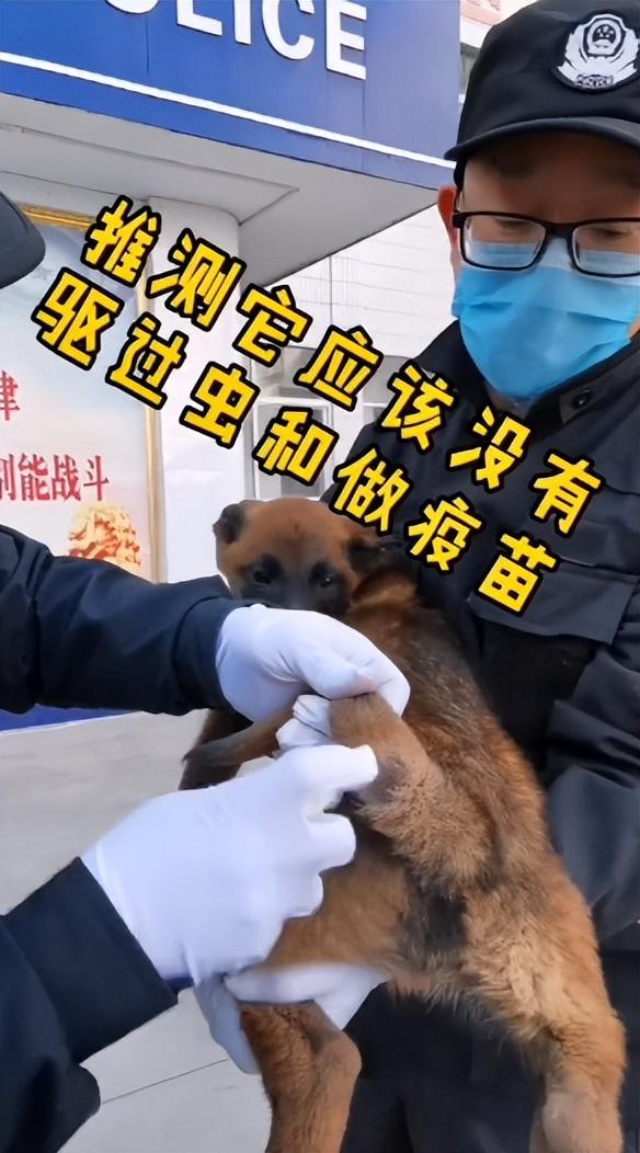 两个月马犬多少钱（一个月小马犬一般多少钱）