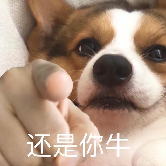 马尔济斯犬价格多少钱（马尔济斯犬价格2021）