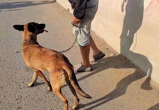 马犬图片大全 纯种多少钱一只（训练好的马犬多少钱）