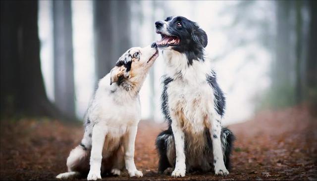 母狗做绝育手术多少钱（母犬绝育手术多少钱）