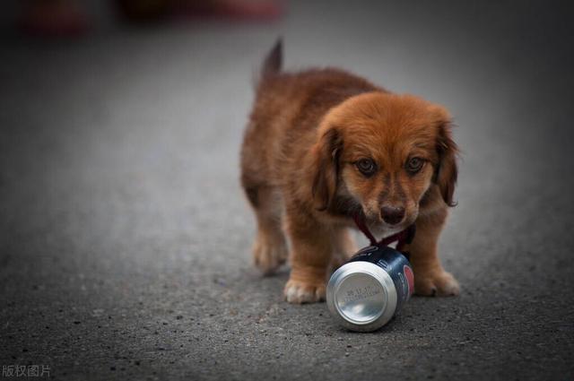 日本银狐犬价钱（不纯的银狐犬一只最少多少元）