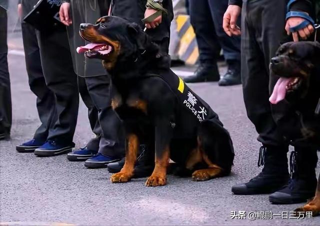 大白熊多少钱一只 幼犬（大白熊犬多少钱）