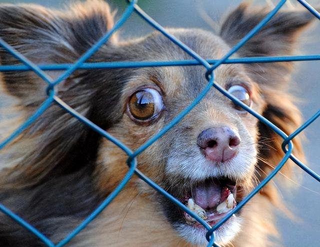 患有狂犬病的猫狗能活多久（一般带有狂犬病的猫狗能活多久）