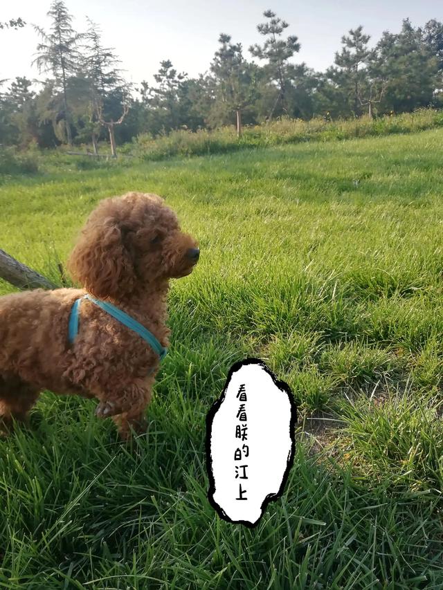 小鹿犬多少钱一只_（小鹿犬大概多少钱一只）