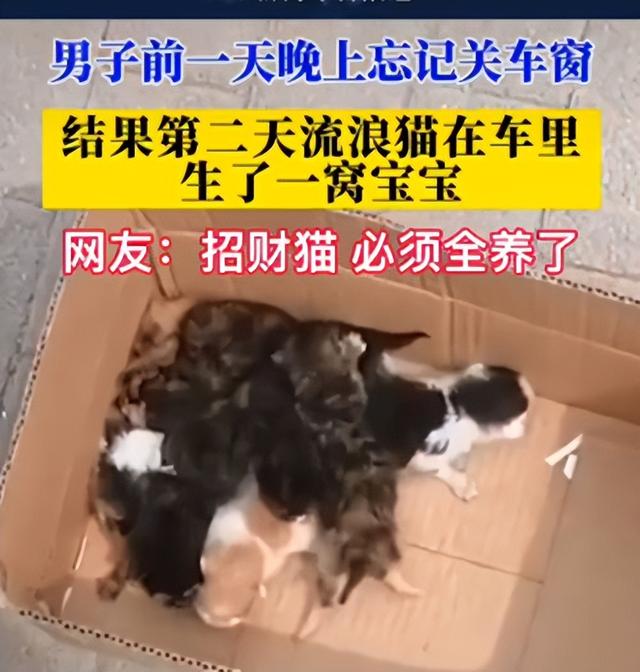 还没睁眼的小猫怎么养活（捡到眼睛还没睁开的小奶猫养得活吗）