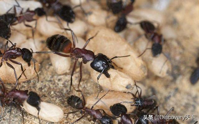 自己抓的蚂蚁怎么养在家_(没有蚁后)（自己抓的蚂蚁怎么养简单）