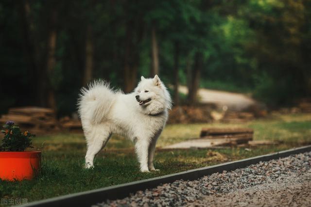 纯种萨摩耶犬多少钱一只幼崽（萨摩耶犬多少钱一只幼崽图片）