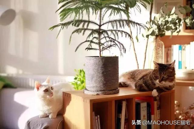 猫咪能吃炸土豆吗（猫咪可以吃炸土豆片吗）