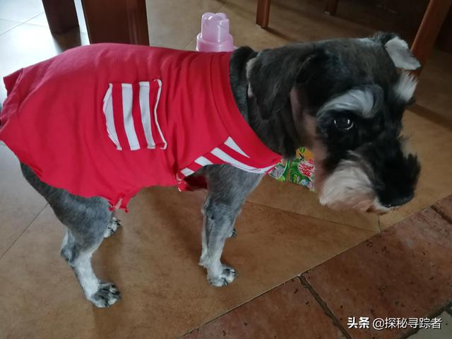 雪纳瑞犬会看家吗（雪纳瑞可以看家护院吗）