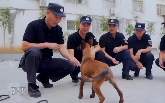 马犬多少钱一只小犬（一个月小马犬多少钱一只）