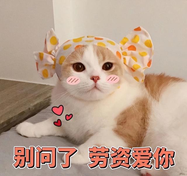 猫咪知道主人对它的好吗（猫知道主人对他好吗）